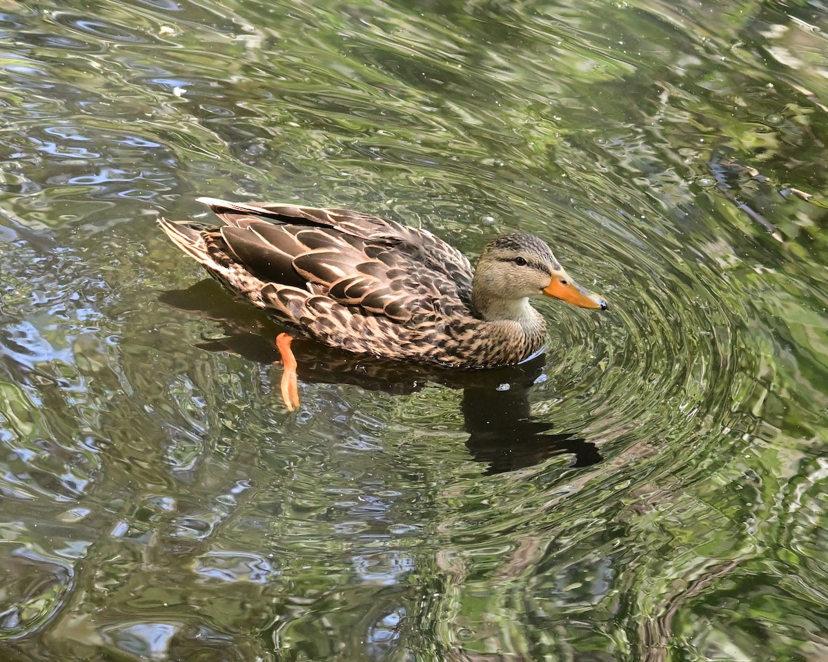 Mexican Duck - ML616055077