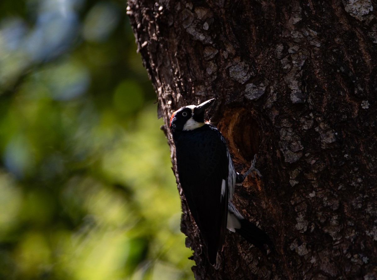 Acorn Woodpecker - ML616055138