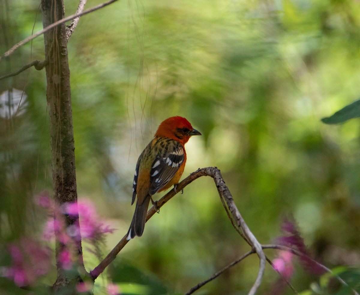 Flame-colored Tanager - ML616055205