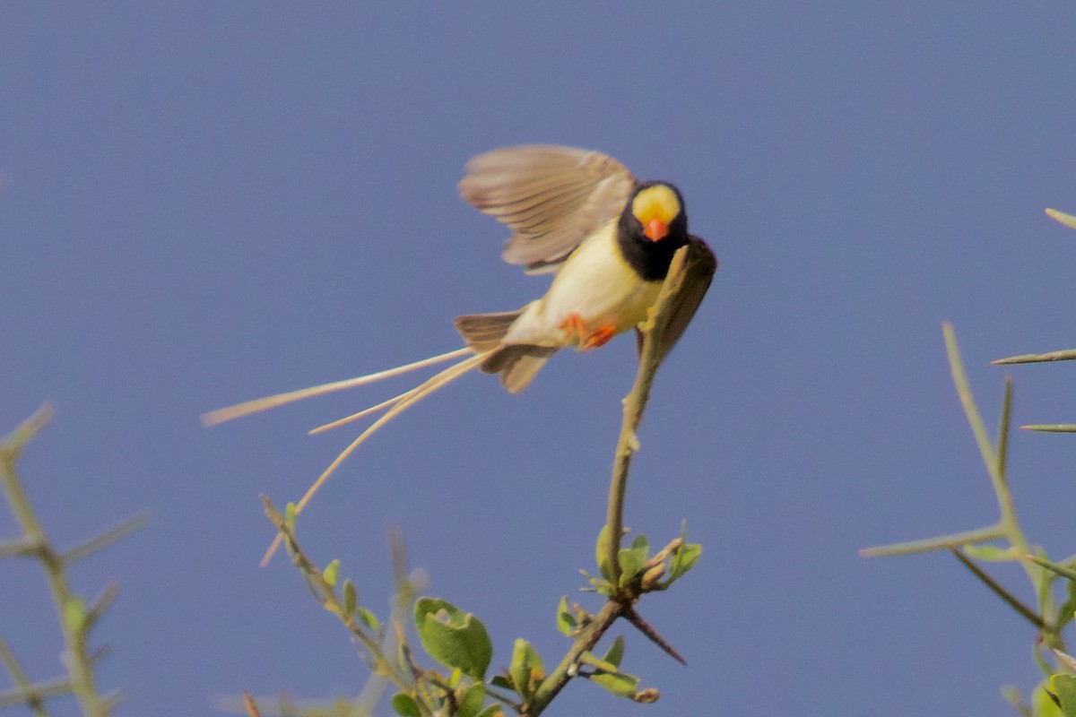 Straw-tailed Whydah - ML616055249
