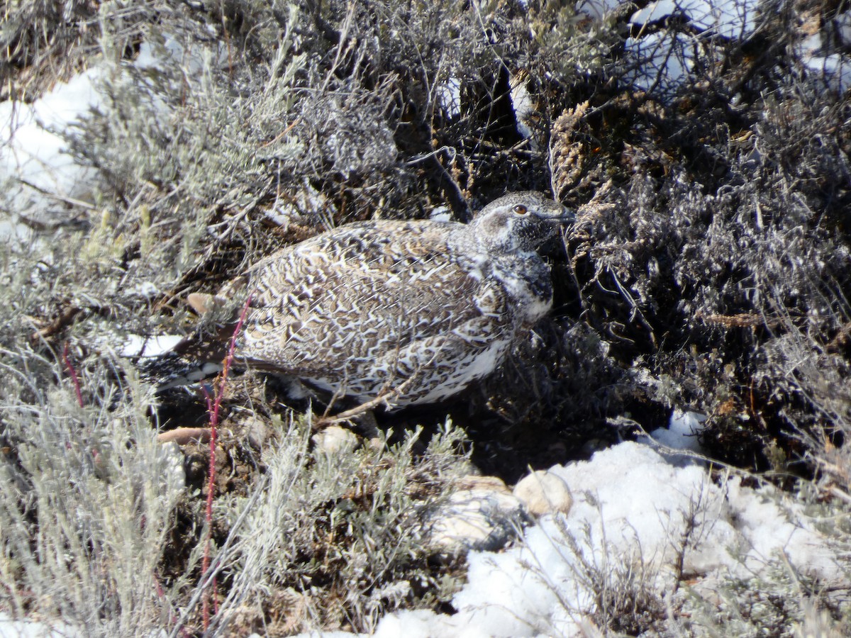 Greater Sage-Grouse - ML616055310