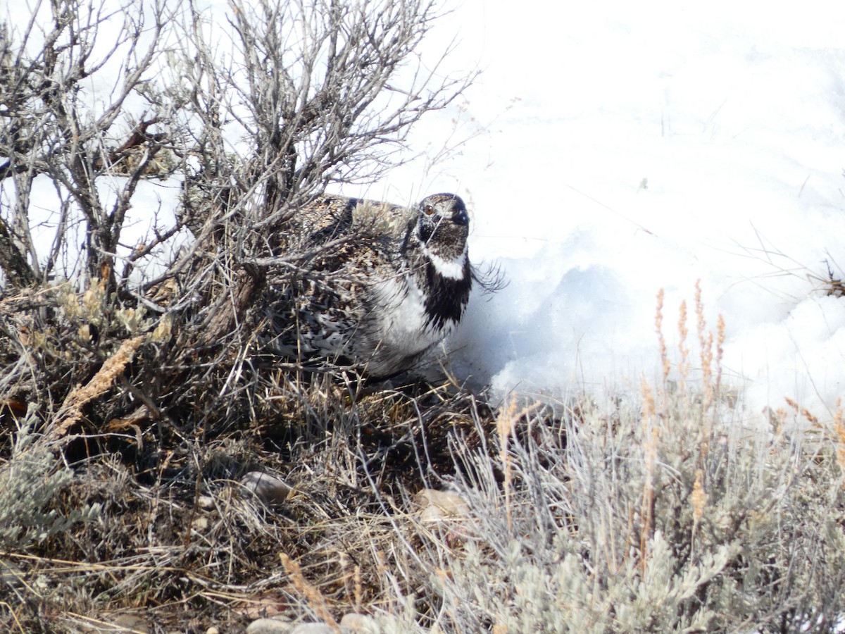 Greater Sage-Grouse - ML616055311
