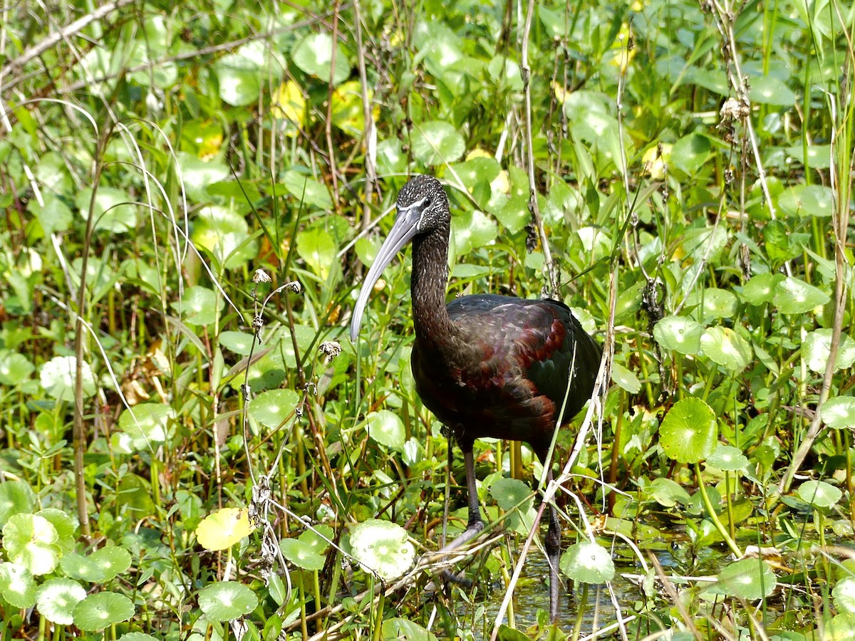 ibis hnědý - ML616055349