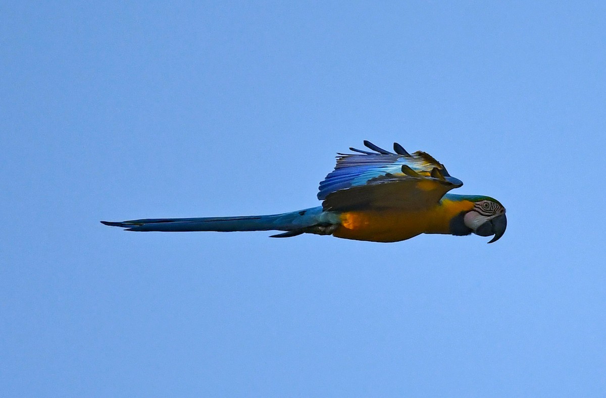 藍黃金剛鸚鵡 - ML616055365