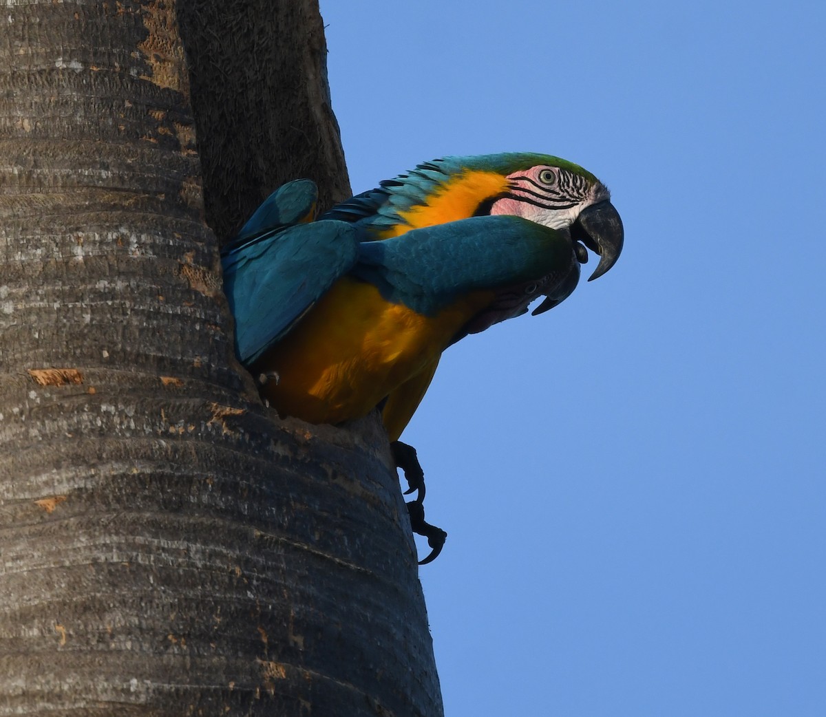 Blue-and-yellow Macaw - Richard Taylor