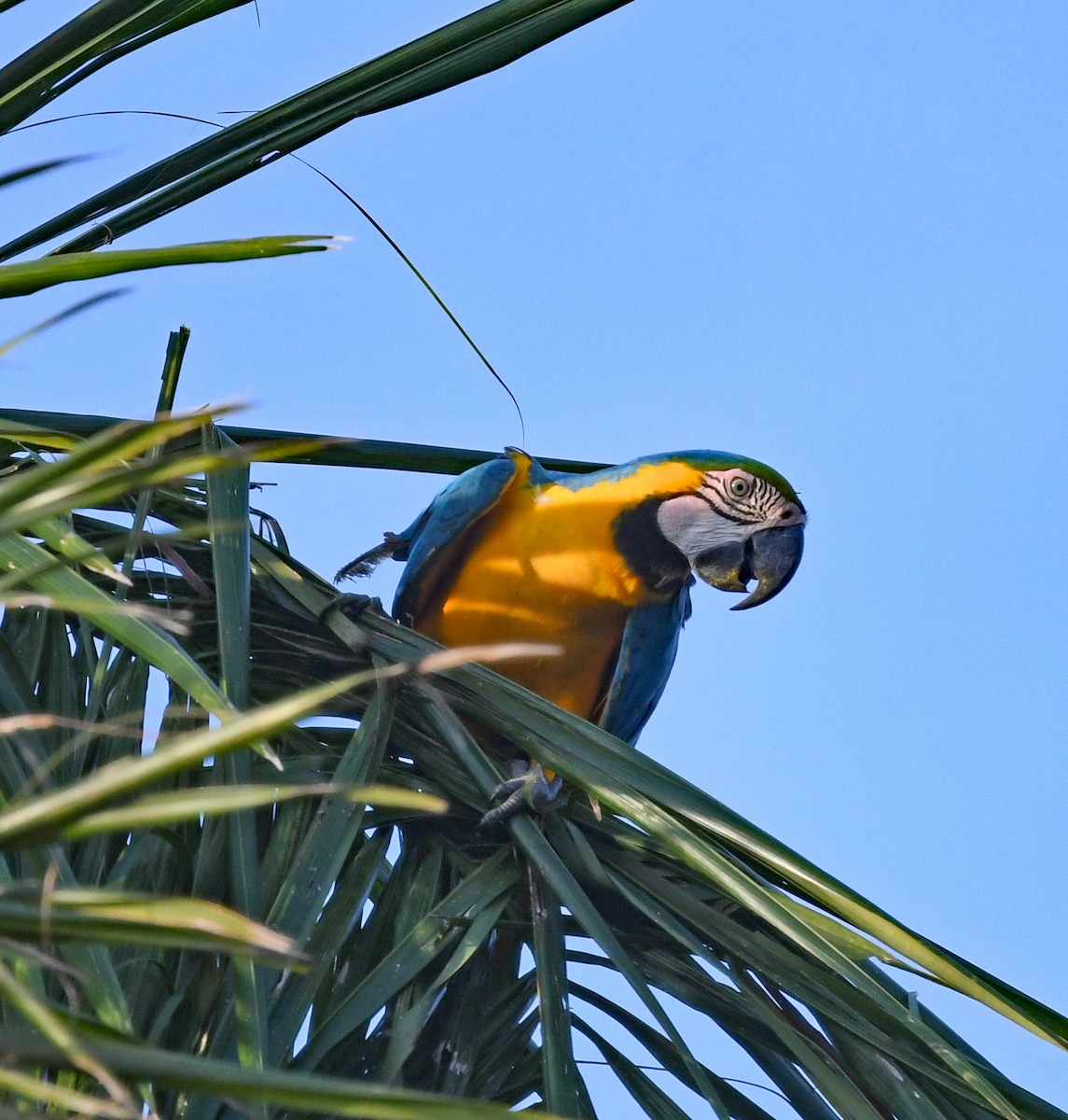 Blue-and-yellow Macaw - Richard Taylor