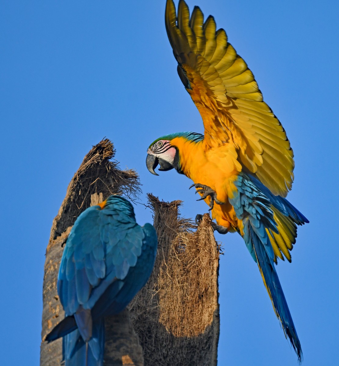 Blue-and-yellow Macaw - ML616055369