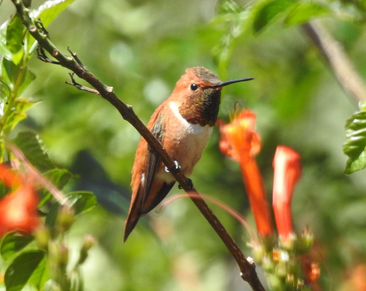 Rufous Hummingbird - ML616055370