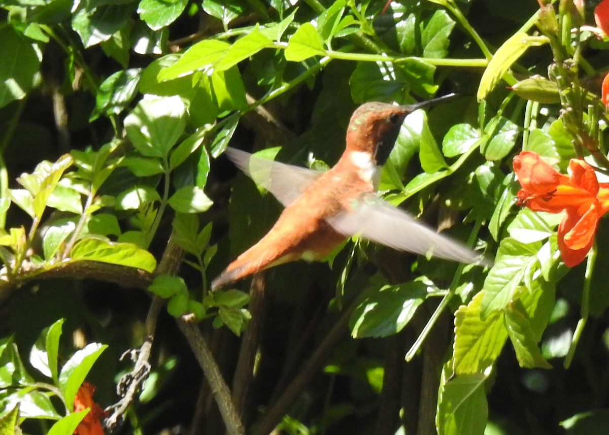 Rufous Hummingbird - ML616055372