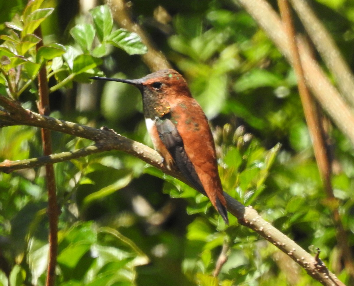 Rufous Hummingbird - ML616055373
