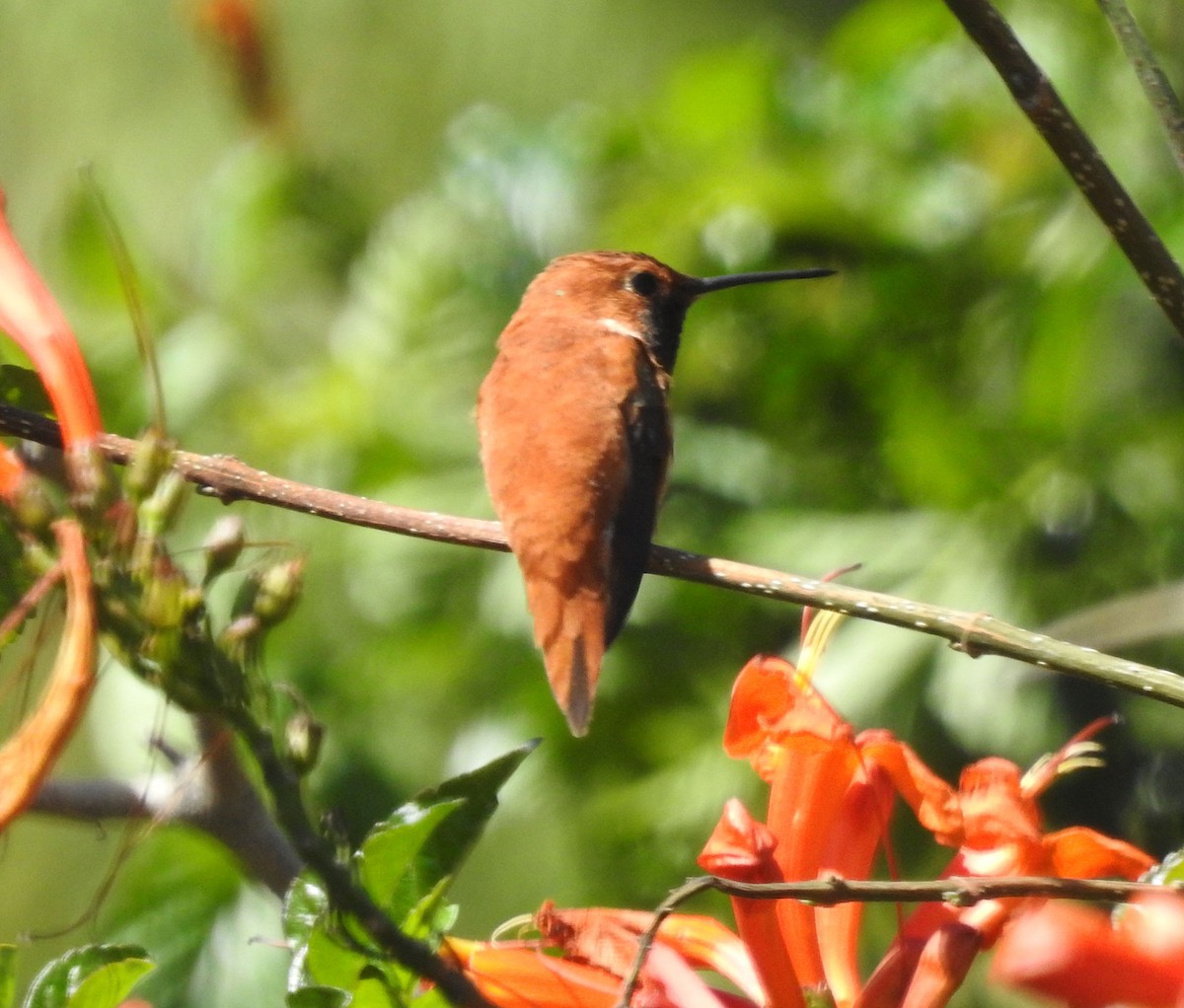 Rufous Hummingbird - ML616055374
