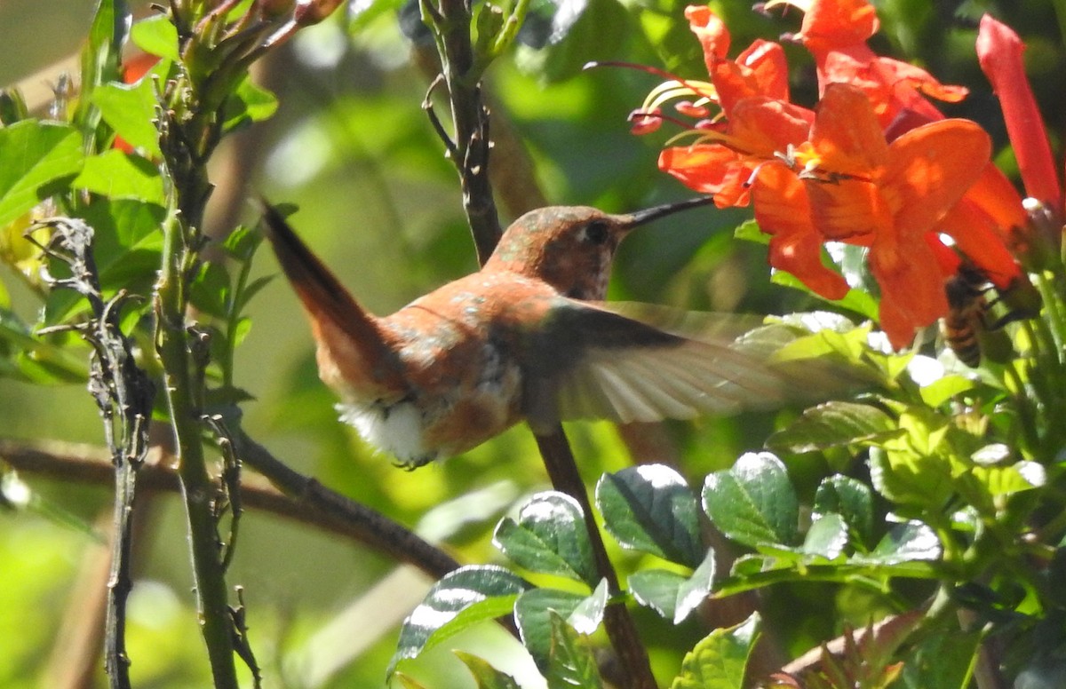 Rufous Hummingbird - Andrew Birch