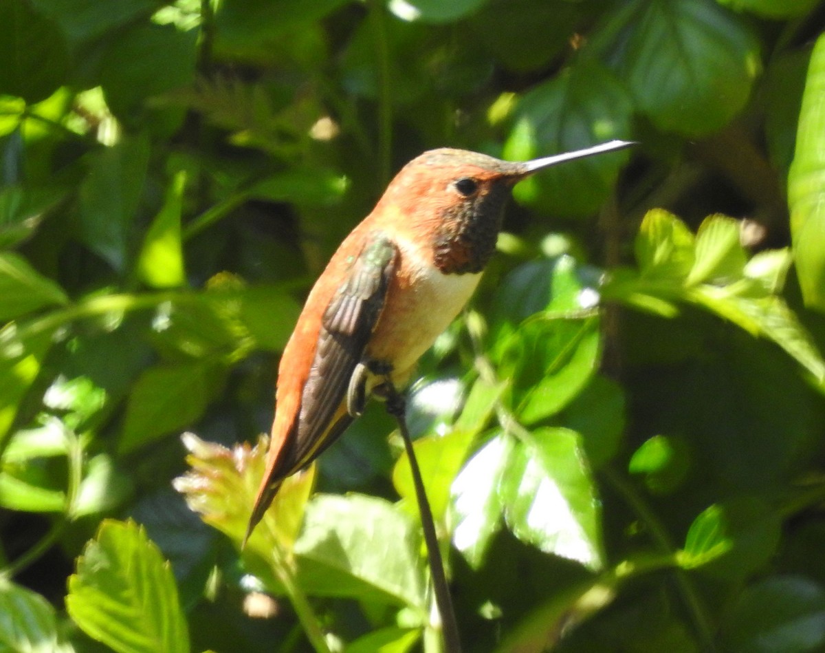 Rufous Hummingbird - ML616055378