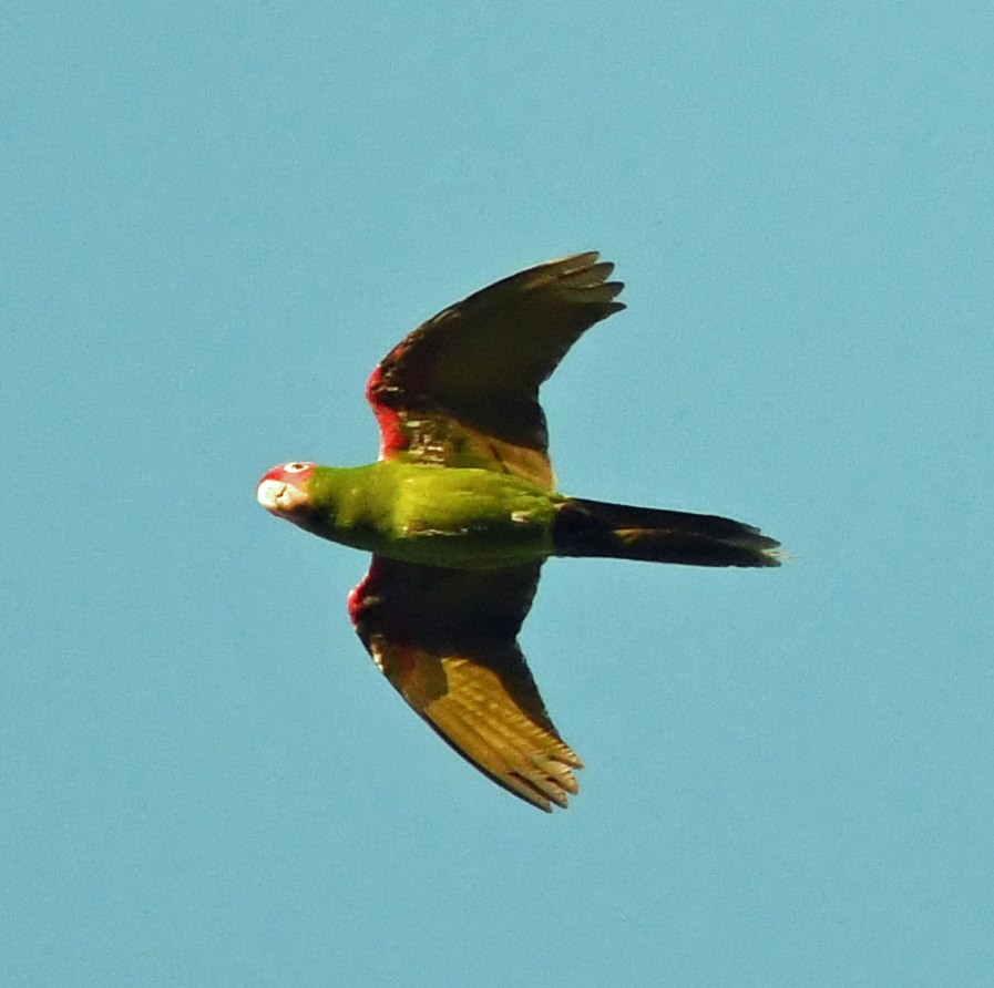 Red-masked Parakeet - ML616055387