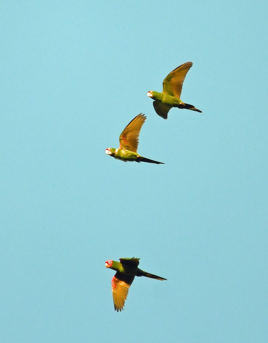 Guayaquil Papağanı - ML616055388