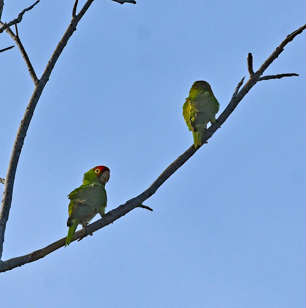 Guayaquil Papağanı - ML616055389