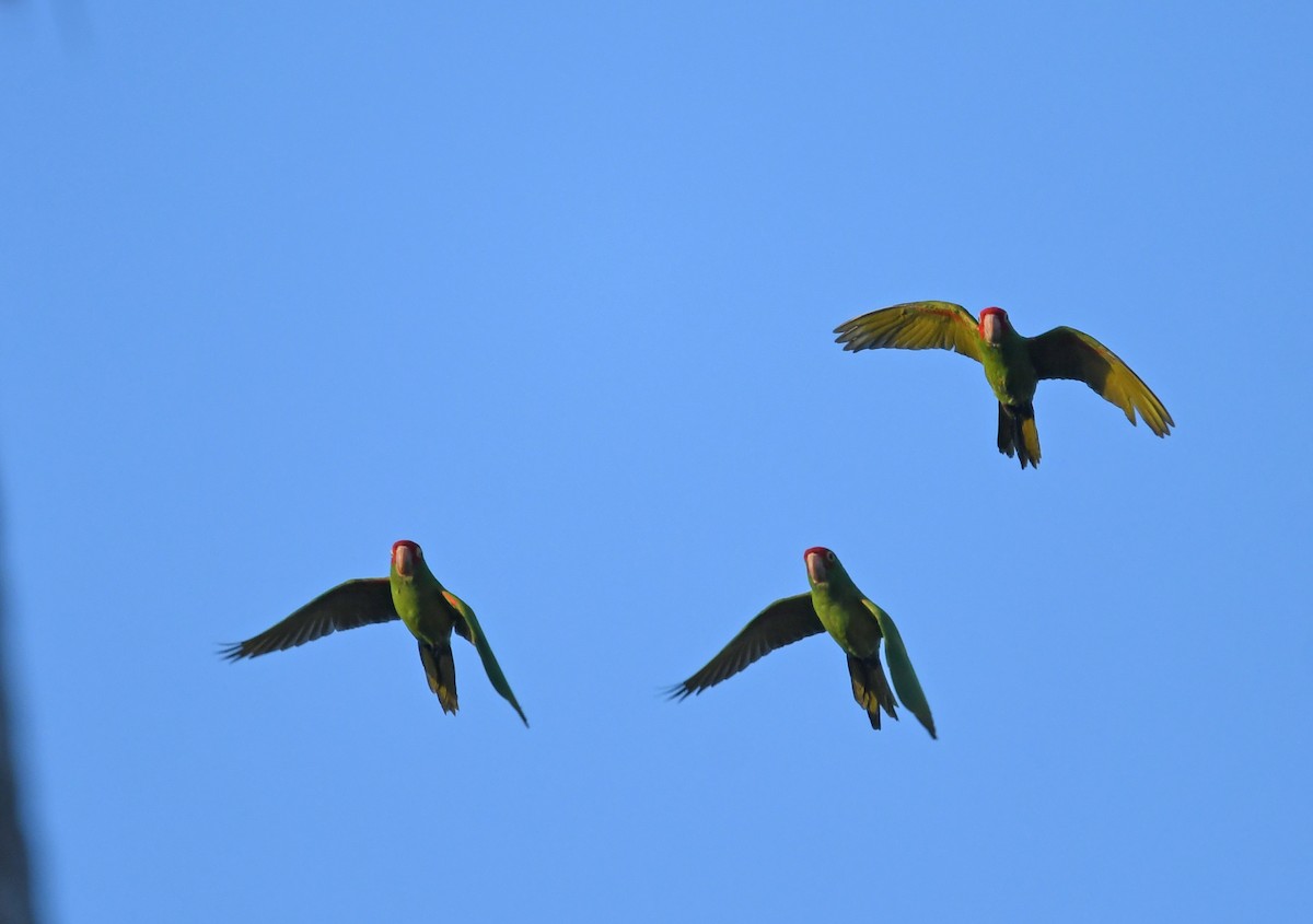 Guayaquil Papağanı - ML616055390