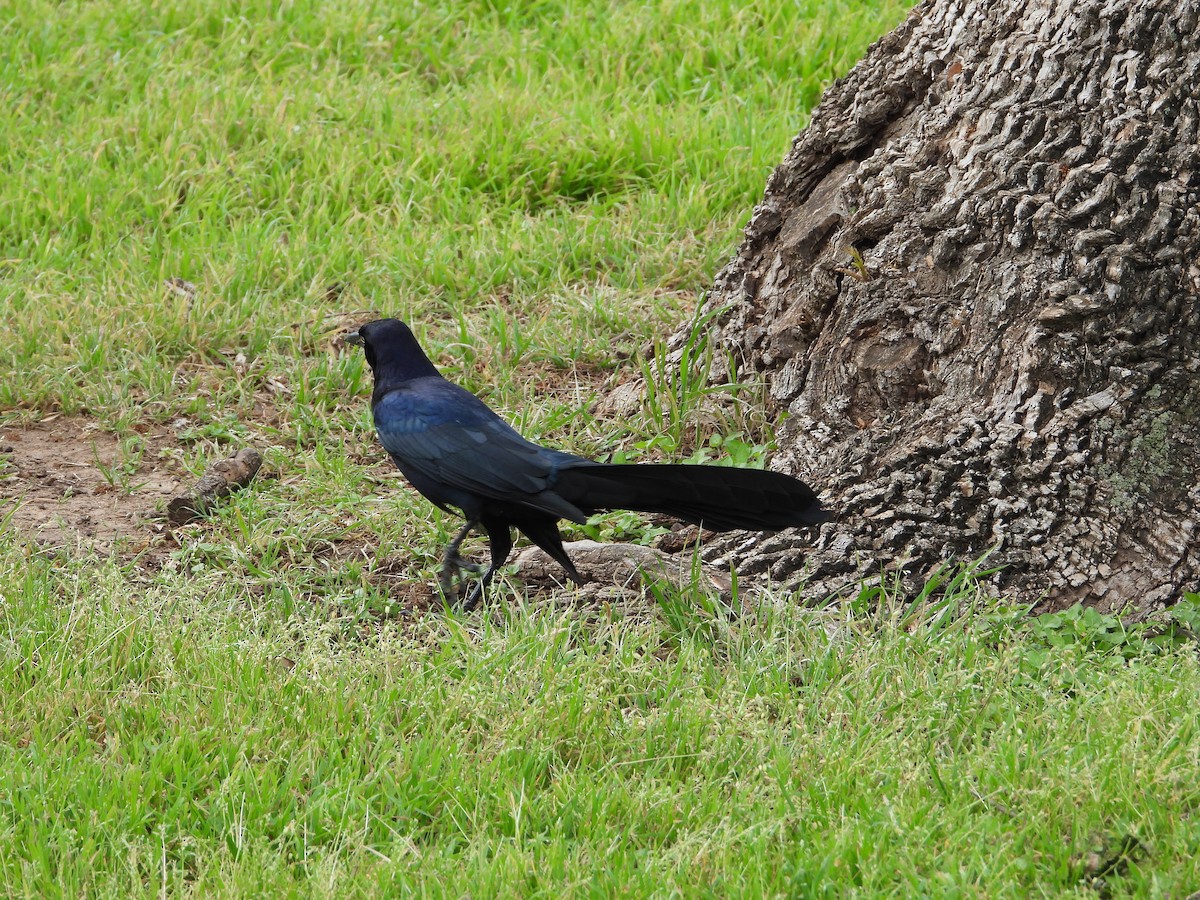 Great-tailed Grackle - ML616055391