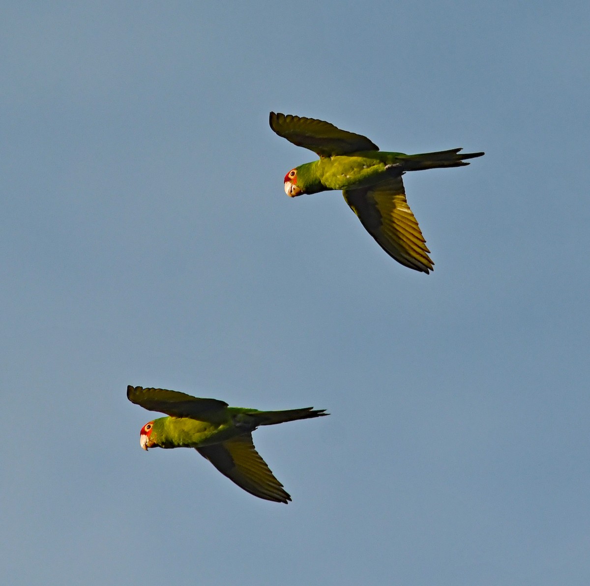 Guayaquil Papağanı - ML616055392
