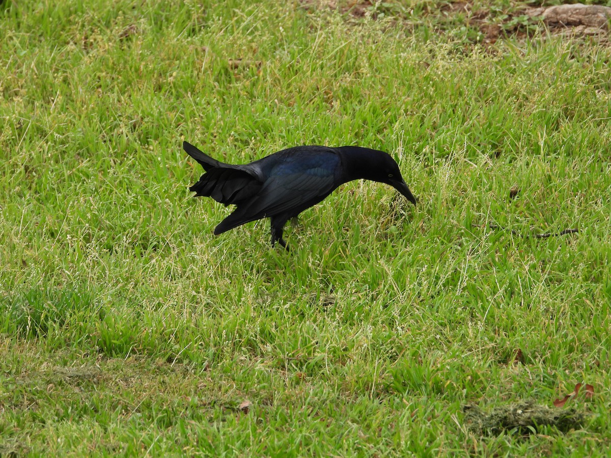 Great-tailed Grackle - ML616055393