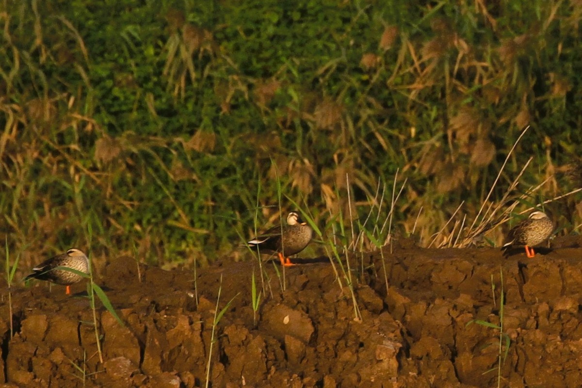 Indian Spot-billed Duck - ML616055552