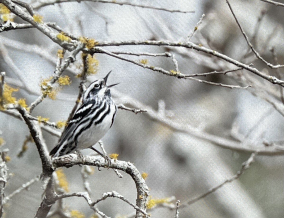Black-and-white Warbler - ML616055643