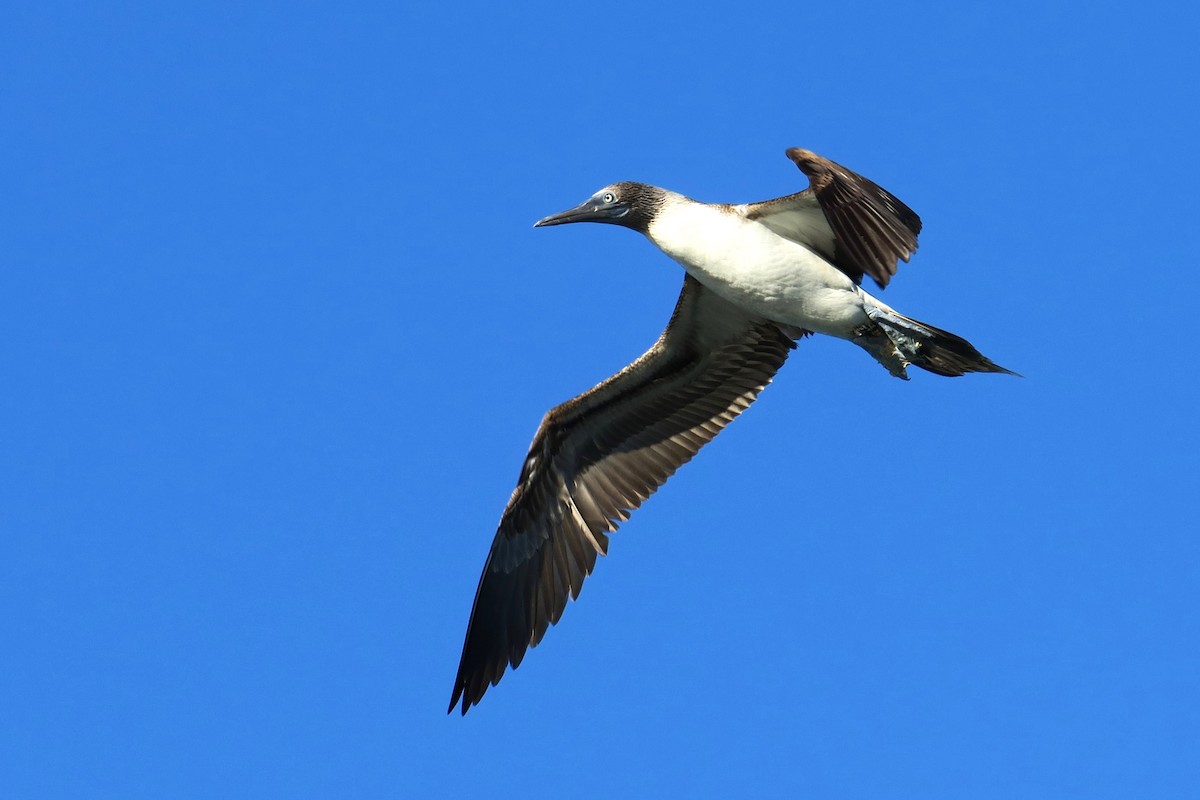 Blue-footed Booby - ML616055662