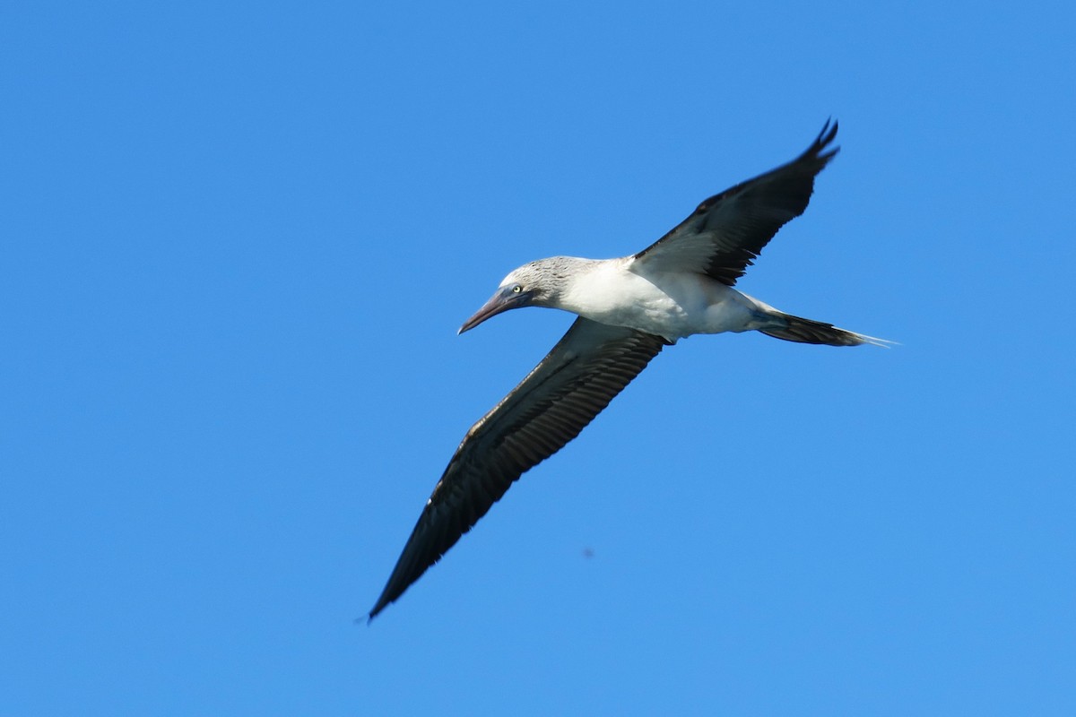 Blue-footed Booby - ML616055670