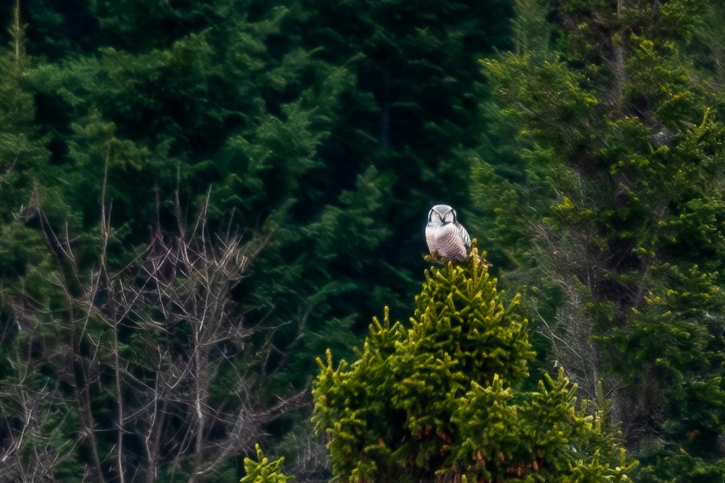 Northern Hawk Owl - ML616055698