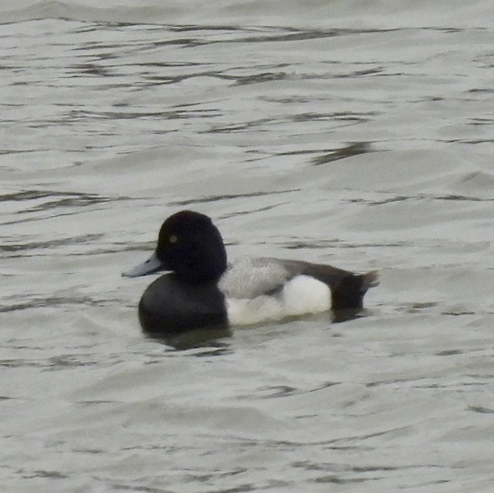 Greater Scaup - ML616055762