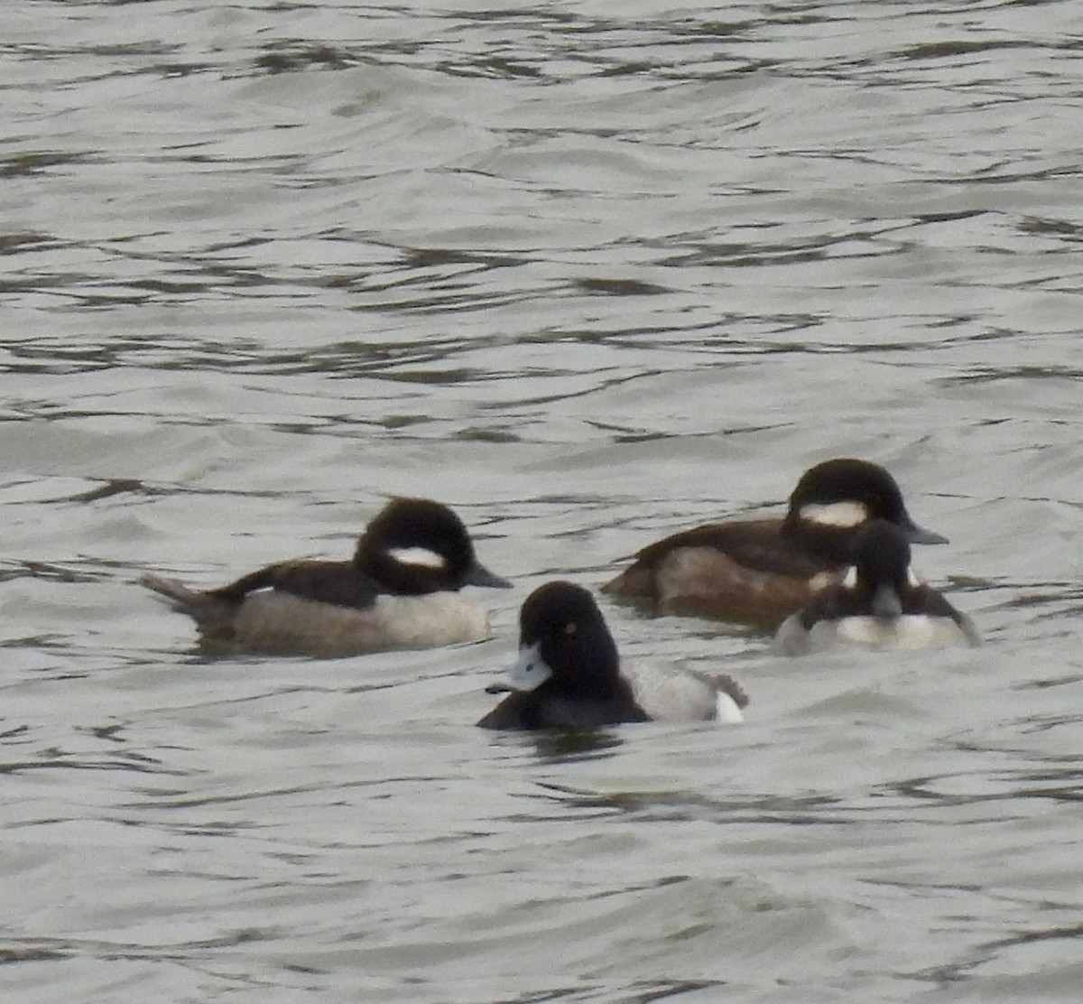 Greater Scaup - ML616055763
