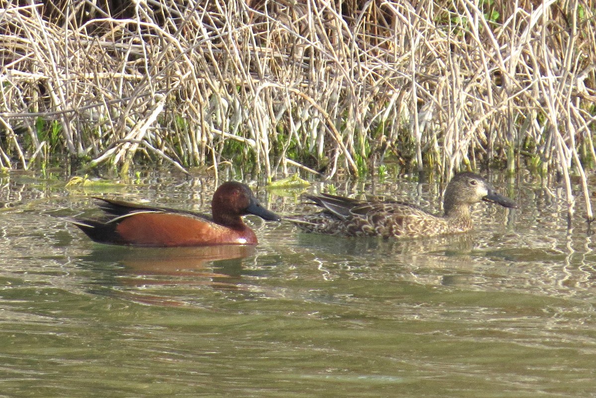 eBird Checklist 14 Mar 2024 Twin Buttes Reservoir 26 species