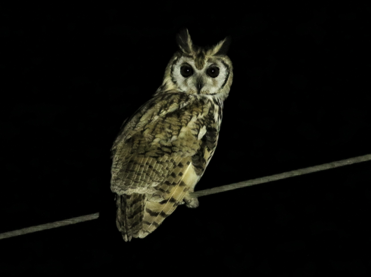 Striped Owl - ML616055877