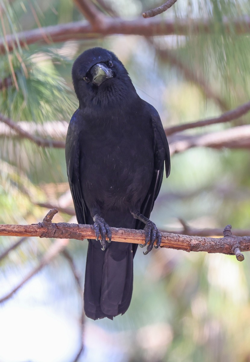 Large-billed Crow - ML616055883
