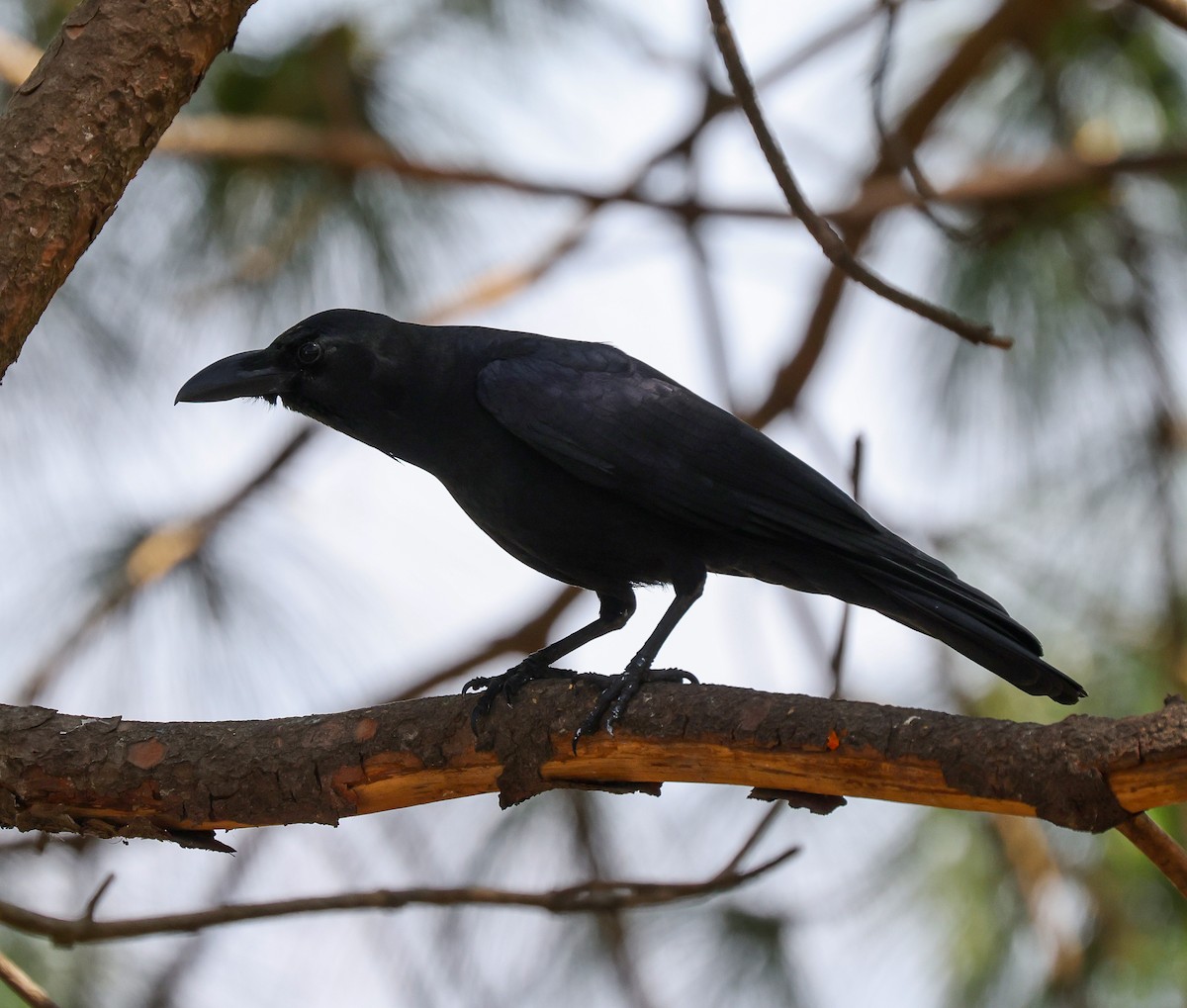 Large-billed Crow - ML616055885