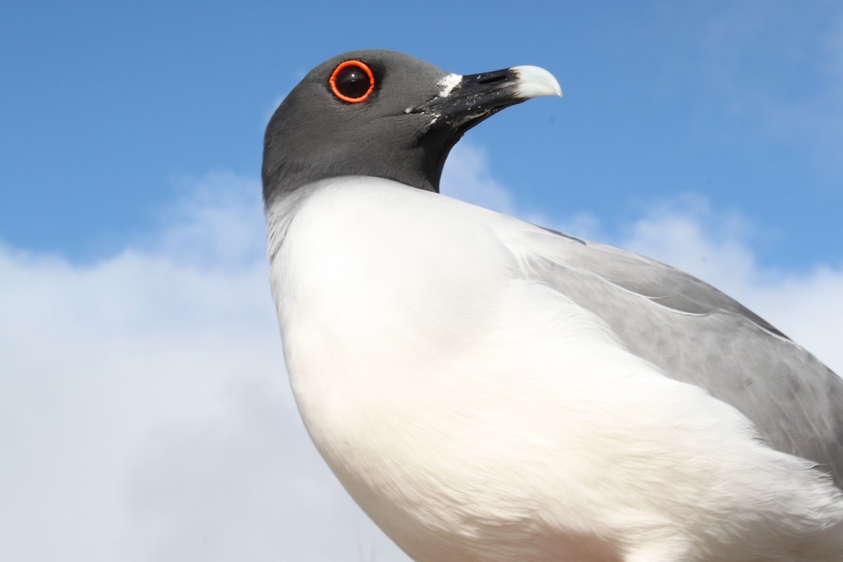 Swallow-tailed Gull - ML616055919