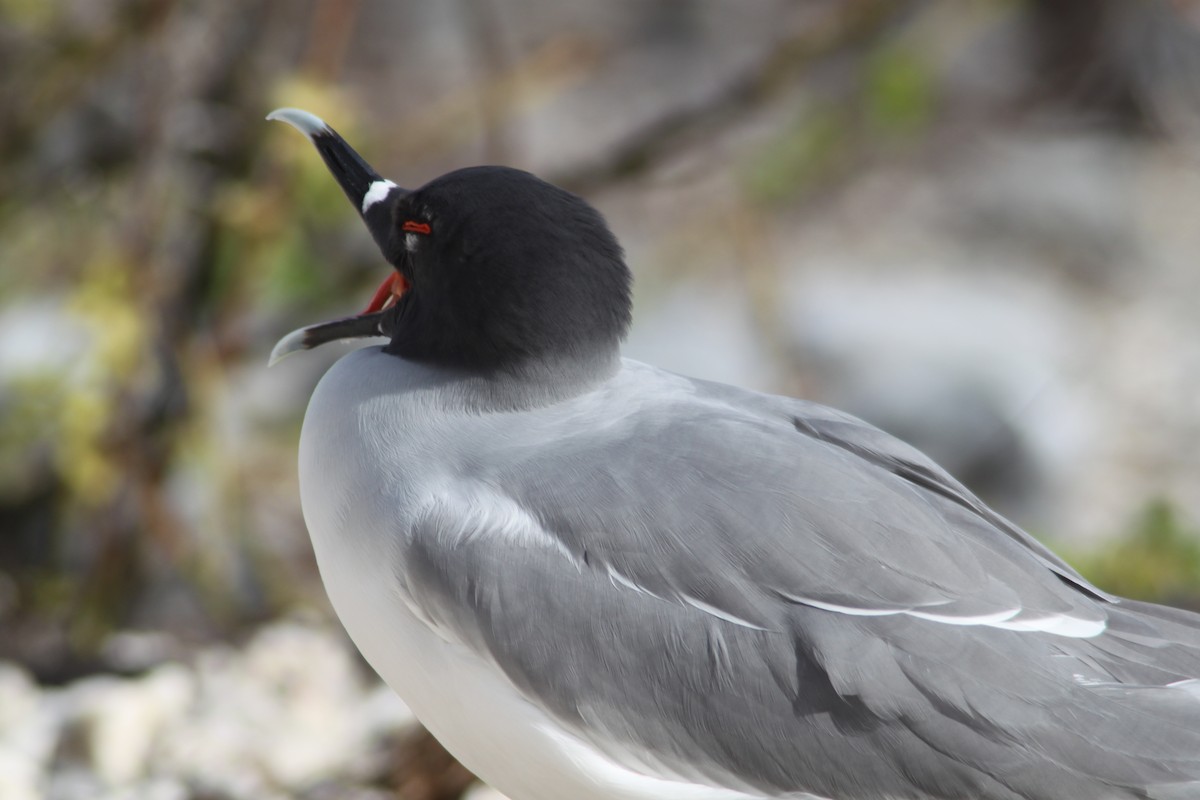 Swallow-tailed Gull - ML616055922