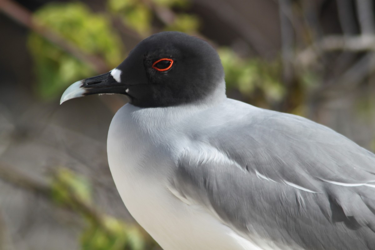 Swallow-tailed Gull - ML616055923