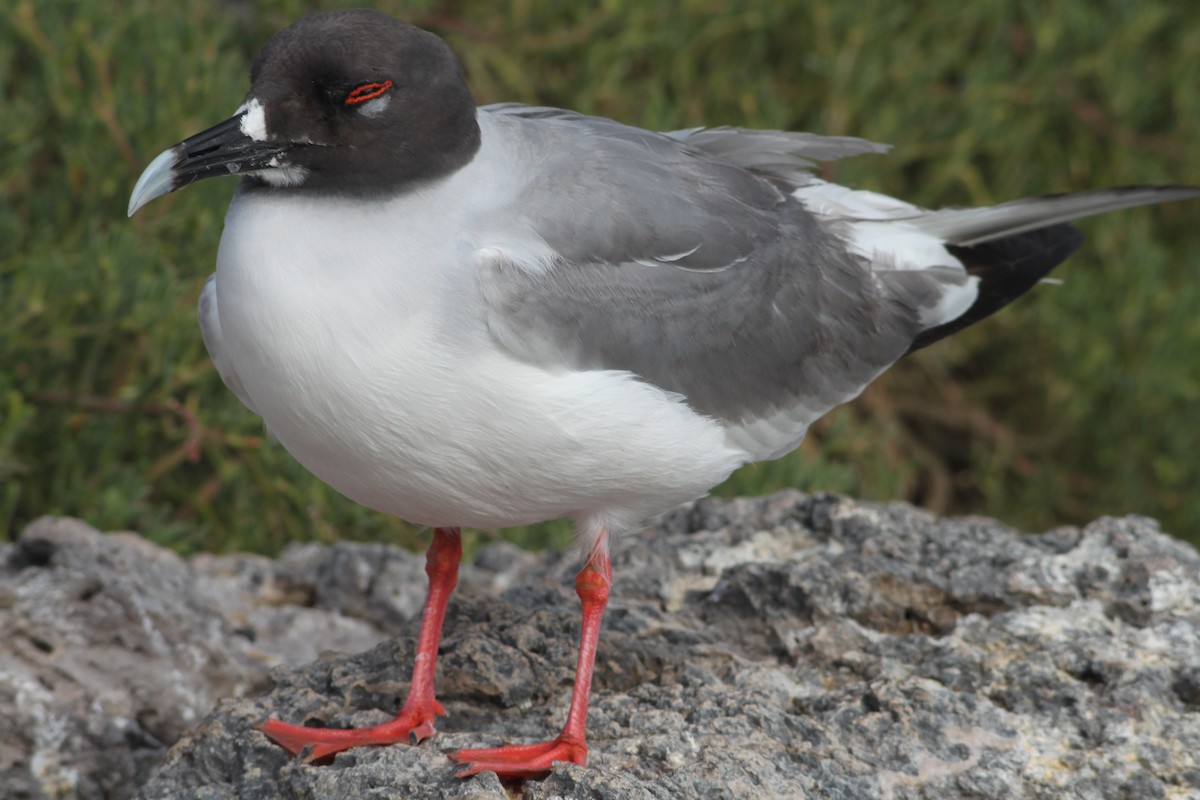 Swallow-tailed Gull - ML616055926