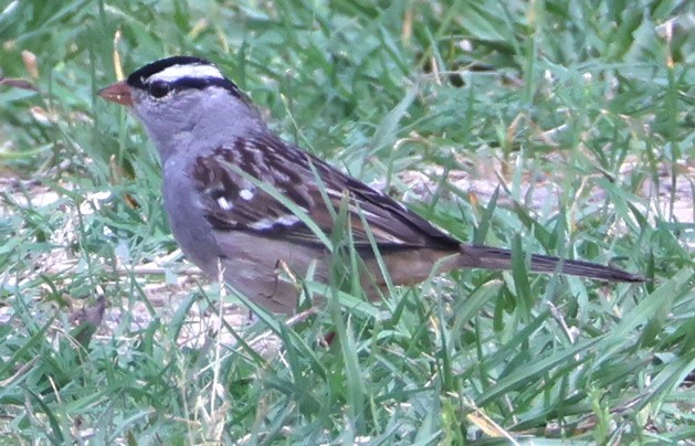 White-crowned Sparrow - ML616056034