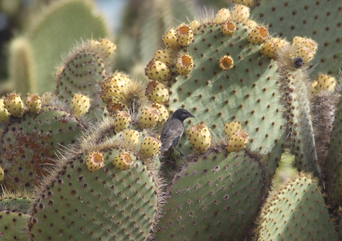 Common Cactus-Finch - Brett Hartl