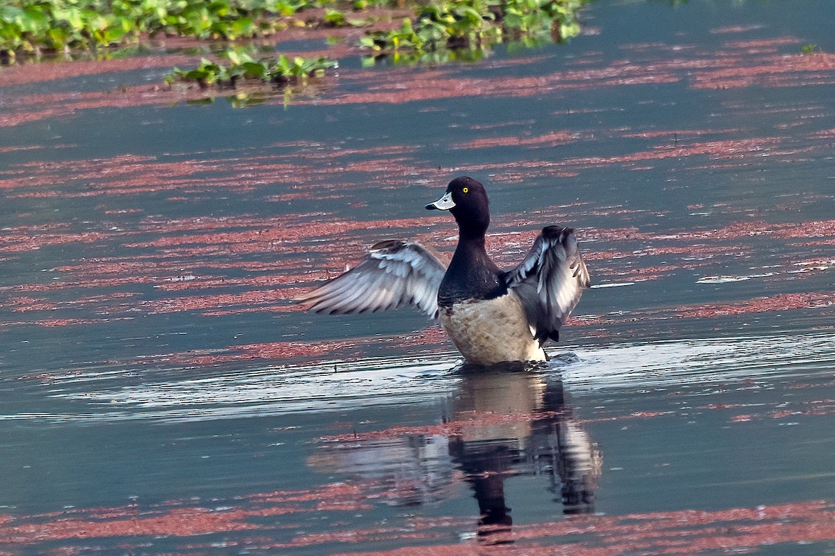 Tufted Duck - ML616056120