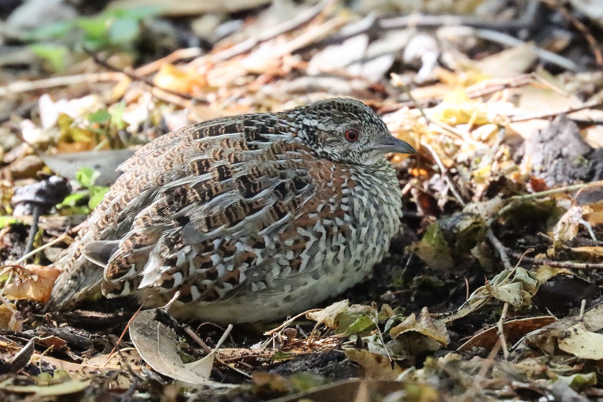 Painted Buttonquail - ML616056265