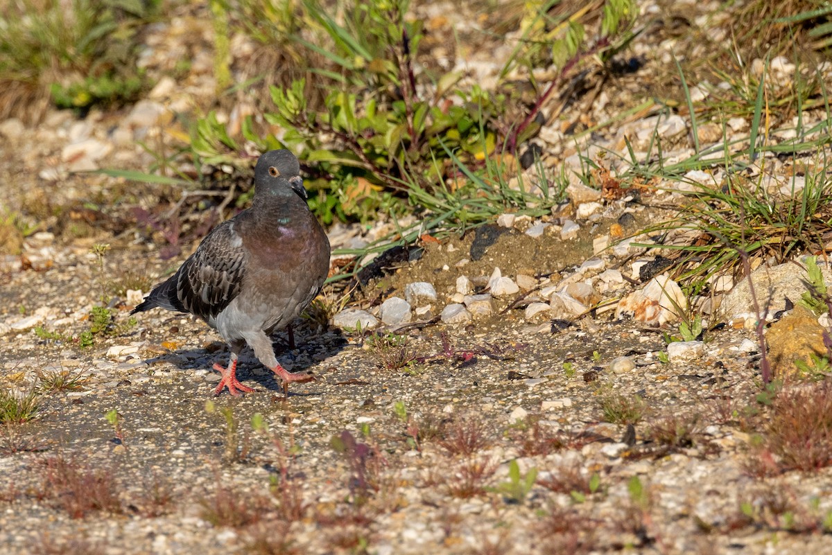 Rock Pigeon (Feral Pigeon) - Jeffrey Mann