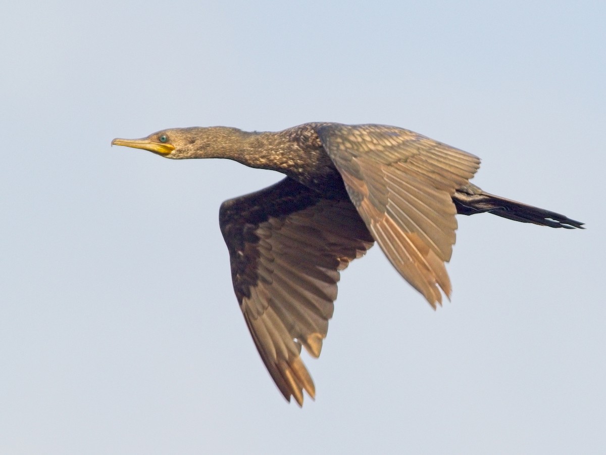 Indian Cormorant - ML616056430