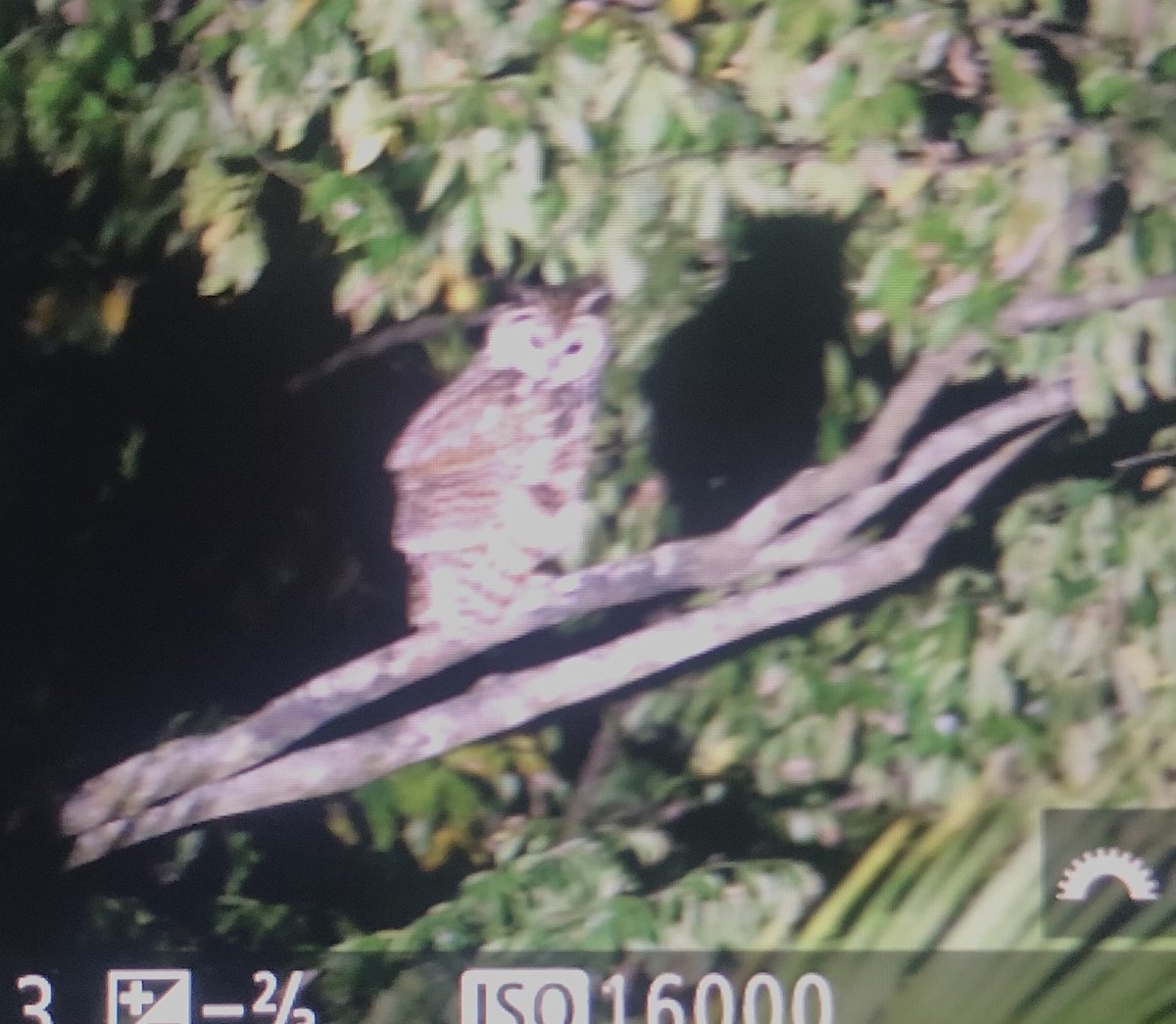 Striped Owl - ML616056439