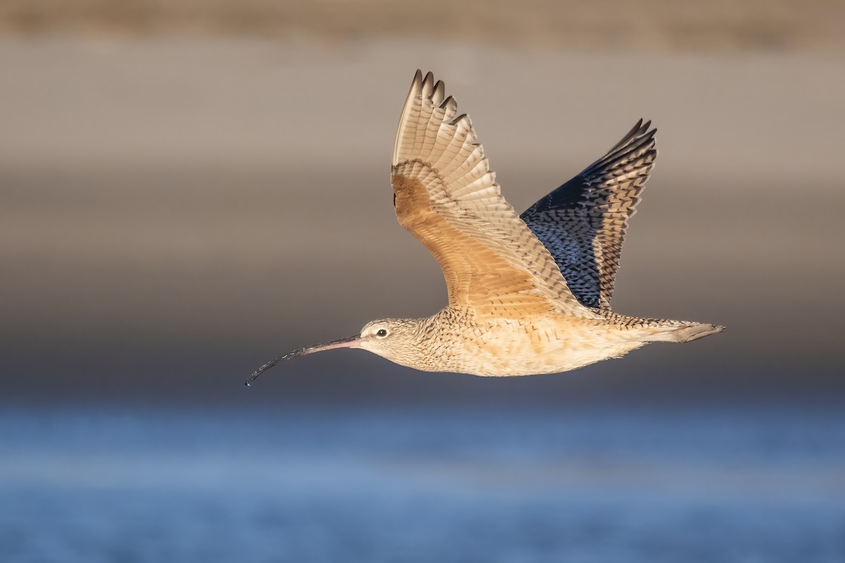 Long-billed Curlew - ML616056455