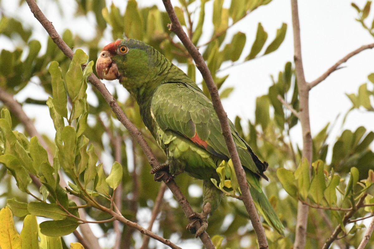 Red-crowned Parrot - ML616056471