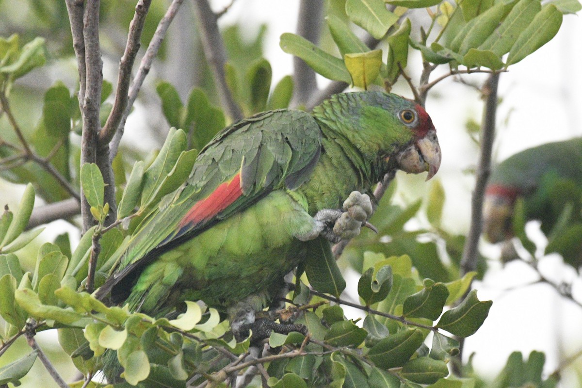 Red-crowned Parrot - Joshua  Smith