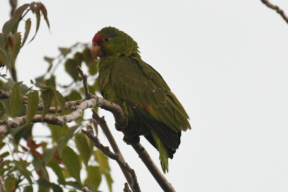 Red-crowned Parrot - ML616056479